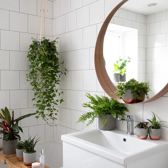 Có nhiều loại cây phù hợp cho không gian phòng tắm (Ảnh: The Little Botanical).